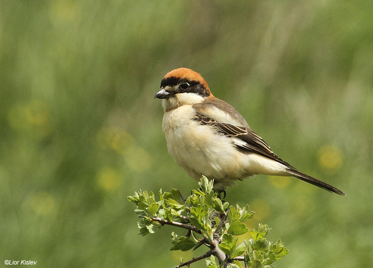    Woodchat Shrike  Lanius senator ,Valley of tears ,Golan 13-04-11. Lior Kislev